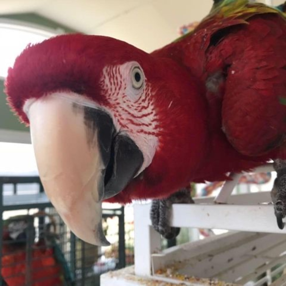 Meet your Posher, Phoebe